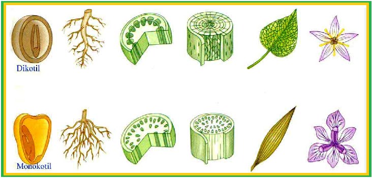 BIOLOGI GONZAGA TUMBUHAN PLANTAE SMP