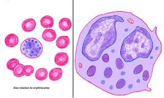 Formed Elements of blood, Red Blood Cell