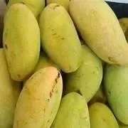 Mangga Golek Manis Segar