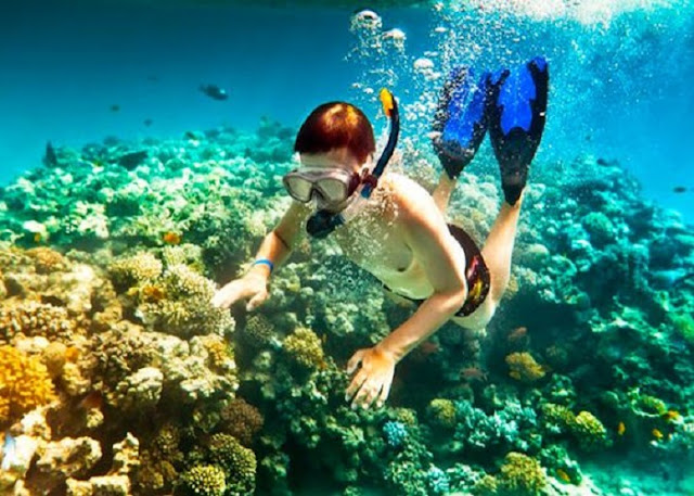 Snorkelling and Diving