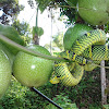 Fruit Trees In Louisiana - Fruit Tree Care: Controlling Suckers and Water Sprouts : The following 135 files are in this category, out of 135 total.