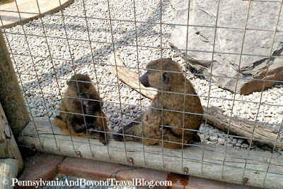 Lake Tobias Wildlife Park in Halifax Pennsylvania