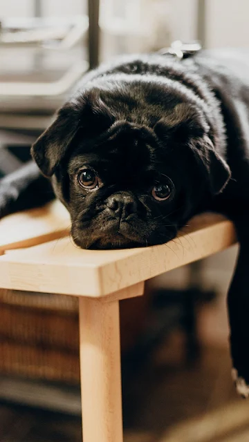 Cute Black Pug Puppy Wallpaper