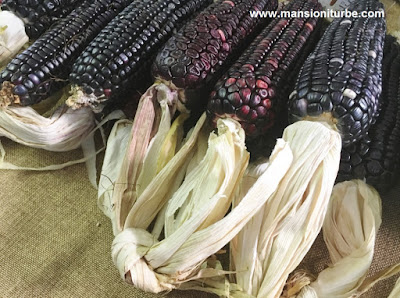 Organic Mexican Corn to make tortillas at Lake Patzcuaro Region