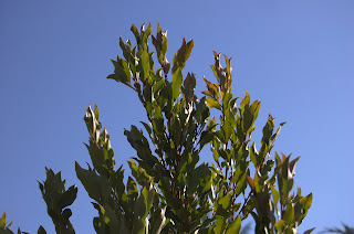 Meet Prunus caroliniana
