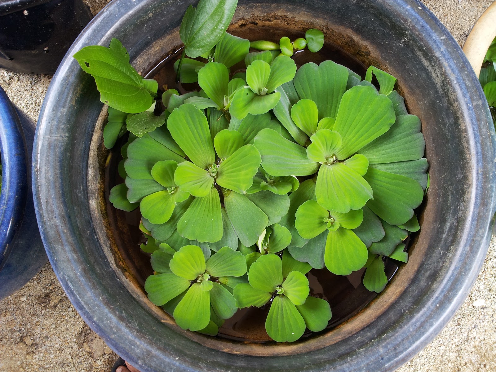 projek belakang rumah Pokok2 dalam air