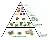 Image result for rabbit diet diagram