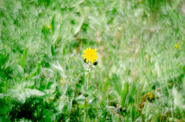 Objetivo Helios 44-2