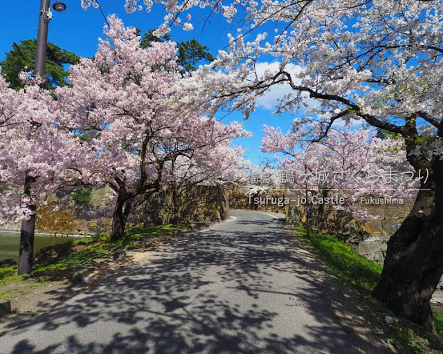 鶴ヶ城の桜がすごい！(2) 西出丸エリア