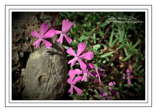 Viola de Cazorla