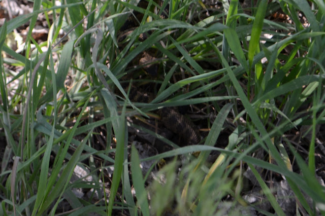 black and brown rattlesnake