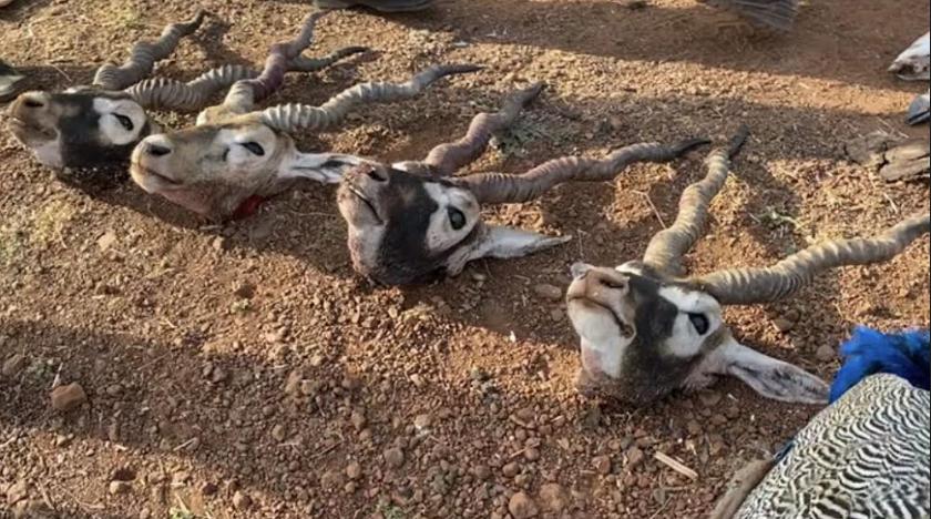 Game Hunting by Maharajas to Bushmeat Poaching: Blackbucks killed in  Thousands
