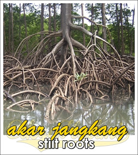 akar jangkang stilt roots