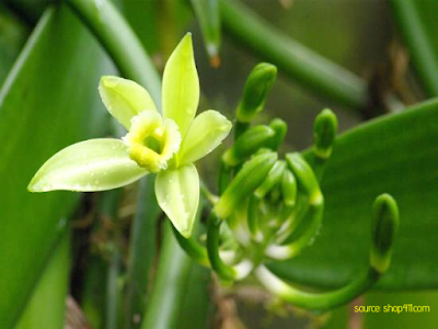bunga vanili