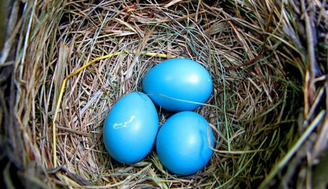  Telur Ayam Berwarna Biru Dunia Sejuta Warna Fakta Baru 