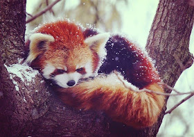 40 Adorable red panda pictures (40 pics), red panda laying on tree branch on snow day