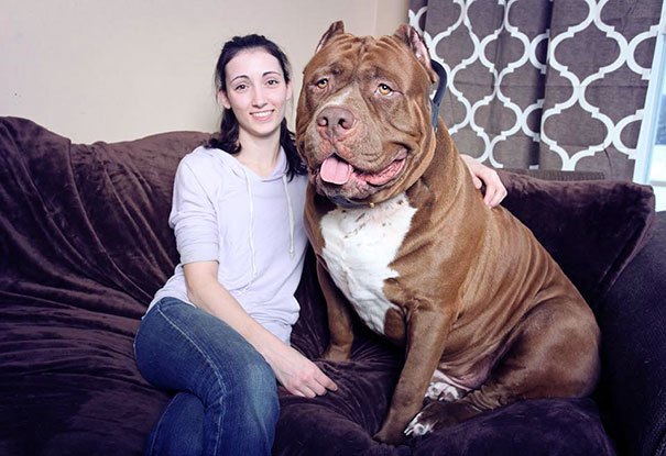 Meet 'Hulk' a 17-month-old pitbull who weighs 173.4lbs and is STILL growing