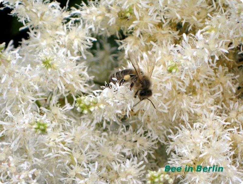 Fleissiges Bienchen in Astilben