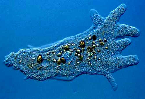 Protista Mirip Hewan  Protozoa dan Contohnya Materi Biologi