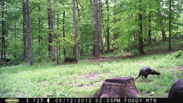 Gobblers feeding through a food plot shortly after legal shooting hours.