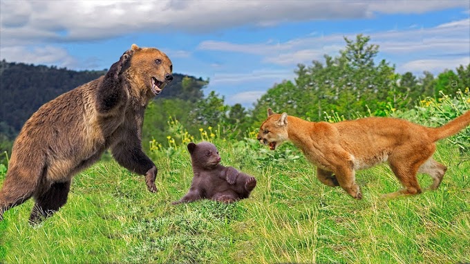 Quando o puma ataca um filhote de urso!