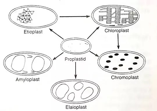 लवक(Plastids)-परिभाषा, वर्गीकरण, संरचना, कार्य |hindi