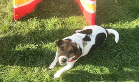 Bob the dog lying on the grass in the garden in summer time 