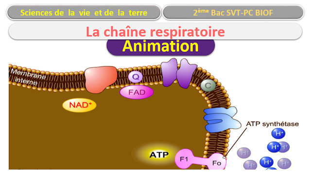 Animation FLASH   La chaîne respiratoire