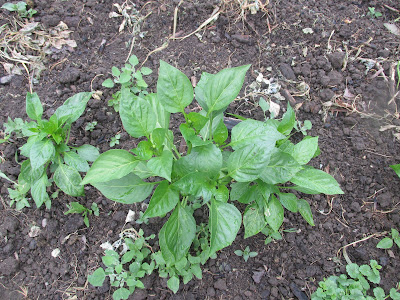 Pepper plants-Vickie's Kitchen and Garden