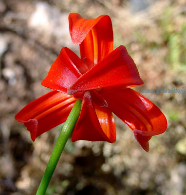 Лилия халцедонская / Лилия халкедонская (Lilium chalcedonicum)