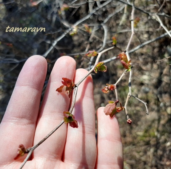 Спирея уссурийская / Таволга уссурийская (Spiraea ussuriensis)