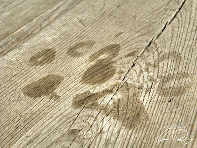 Paw Prints Dog Doggy Pup Puppy Animal Track Tracks