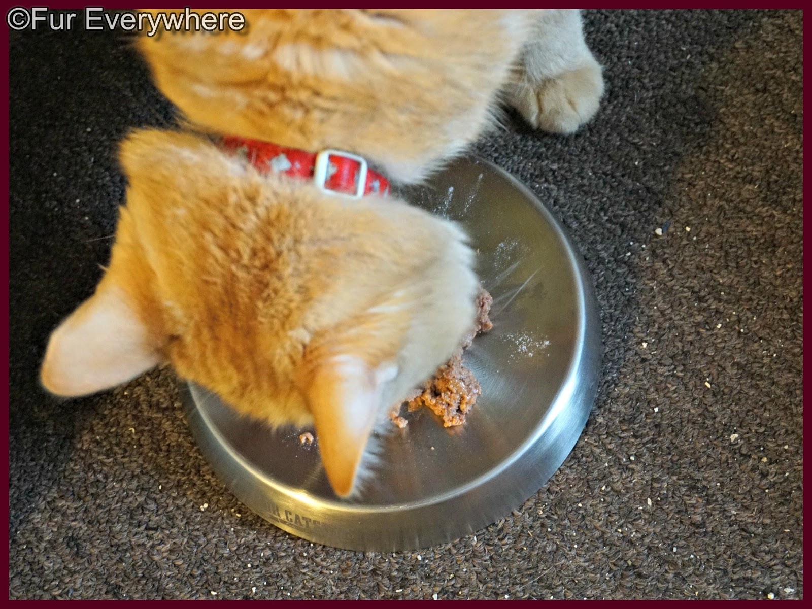 Carmine eats his breakfast out of Dr Catsby s Bowl for Whisker Fatigue