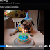 Mira cómo celebran sus cumpleaños los perros más famosos de internet ¡Guauu!