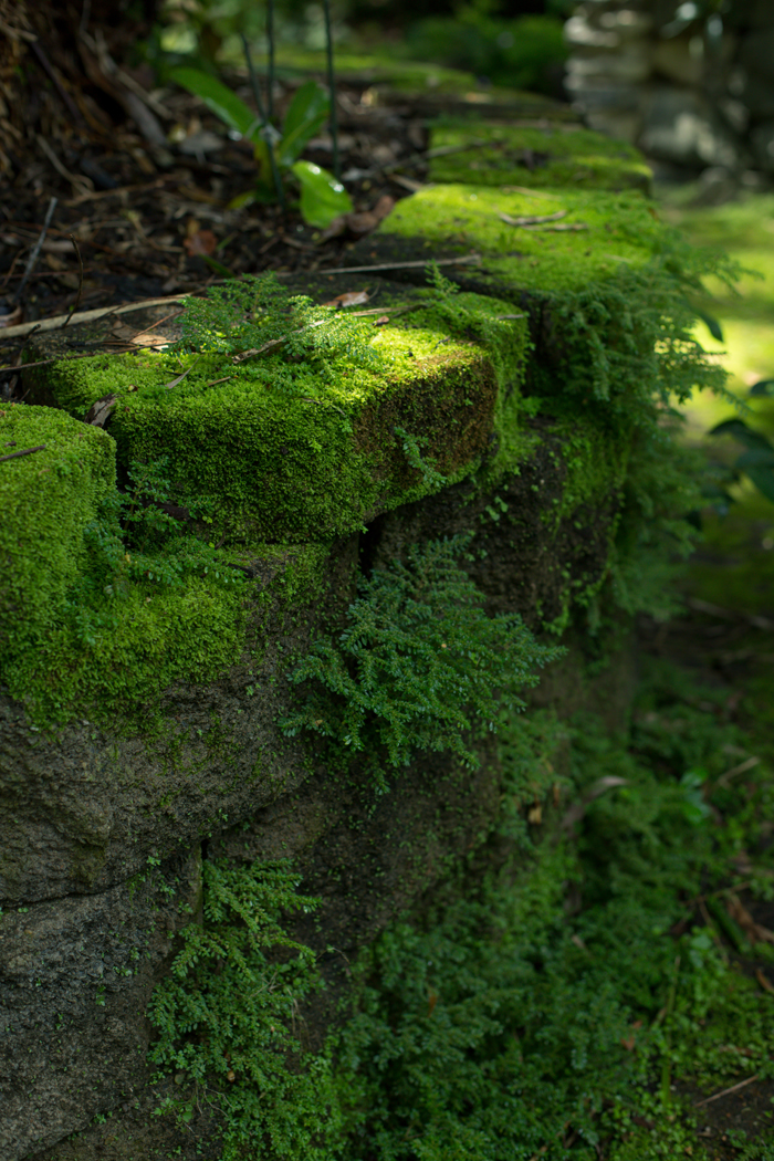 moss rock wall