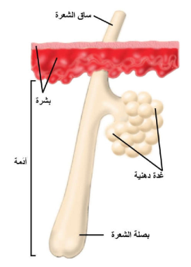 الشكل 24 - 5: موقع الغدة الدهنية وارتباطها بجراب الشعرة.