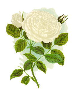 white rose flower clipart floral art vintage image digital download