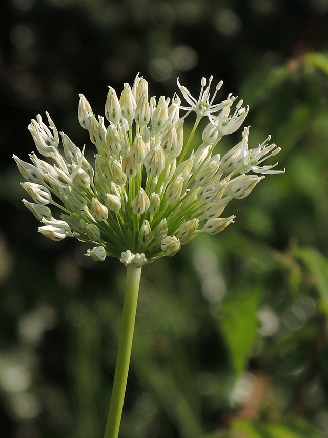 alium