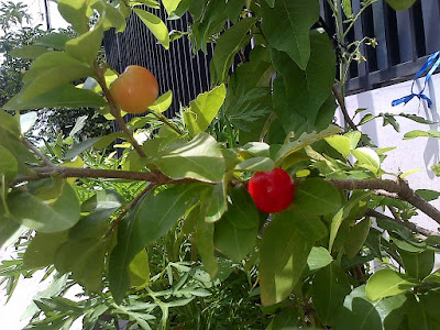 cherry barbados