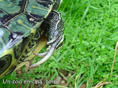 Los machos de Trachemys tienen las uñas muy largas