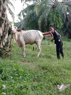Inseminasi Buatan
