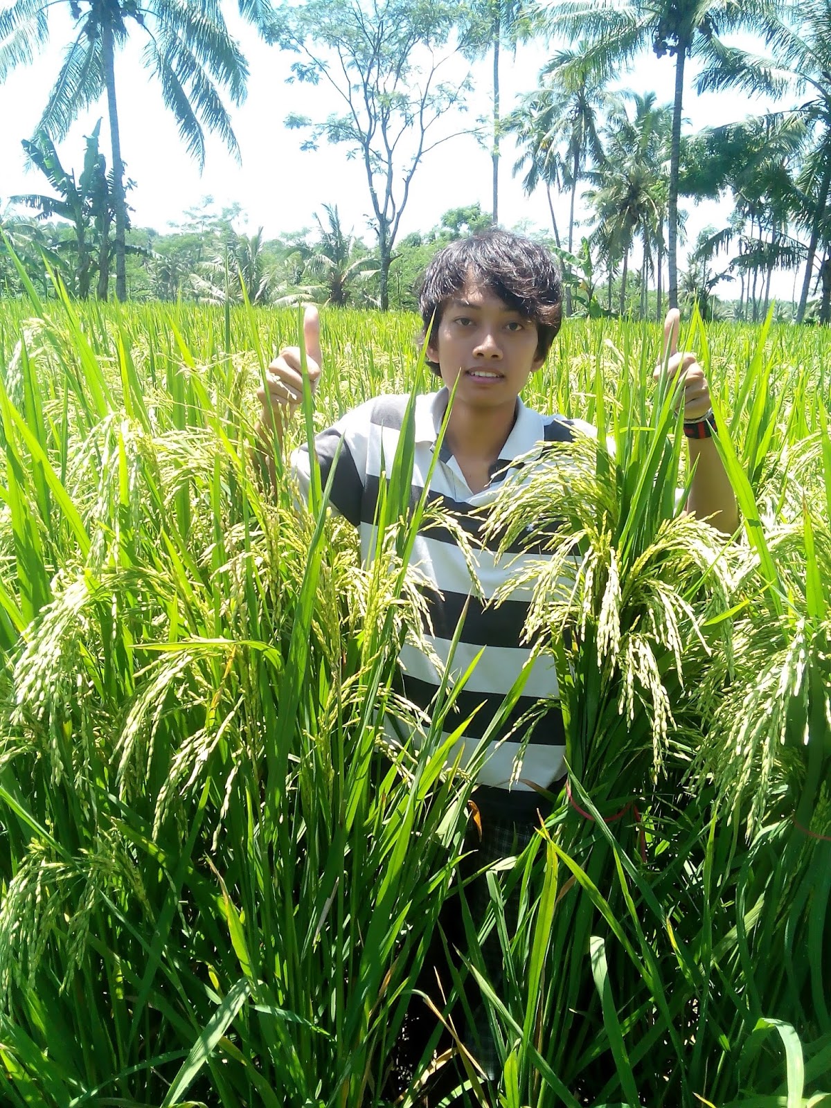 Petunjuk Teknis Penggunaan Pupuk Pada Tanaman Padi 