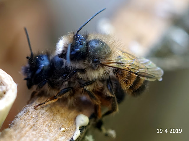 Osmia bicornis