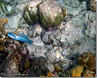 Aruba_1469