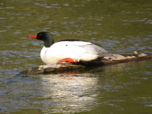 common merganser