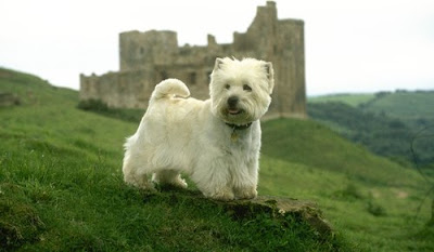 West Highland White Terrier