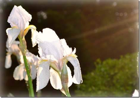 iris in the sunshine