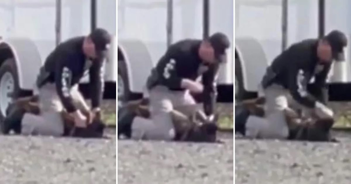 Police Officer Caught On Camera Punching His Crying Police Dog In The Face