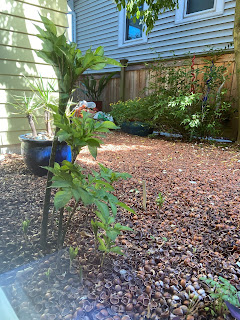 Amorphophallus bulbifer in Seattle, June 28th, group 2.