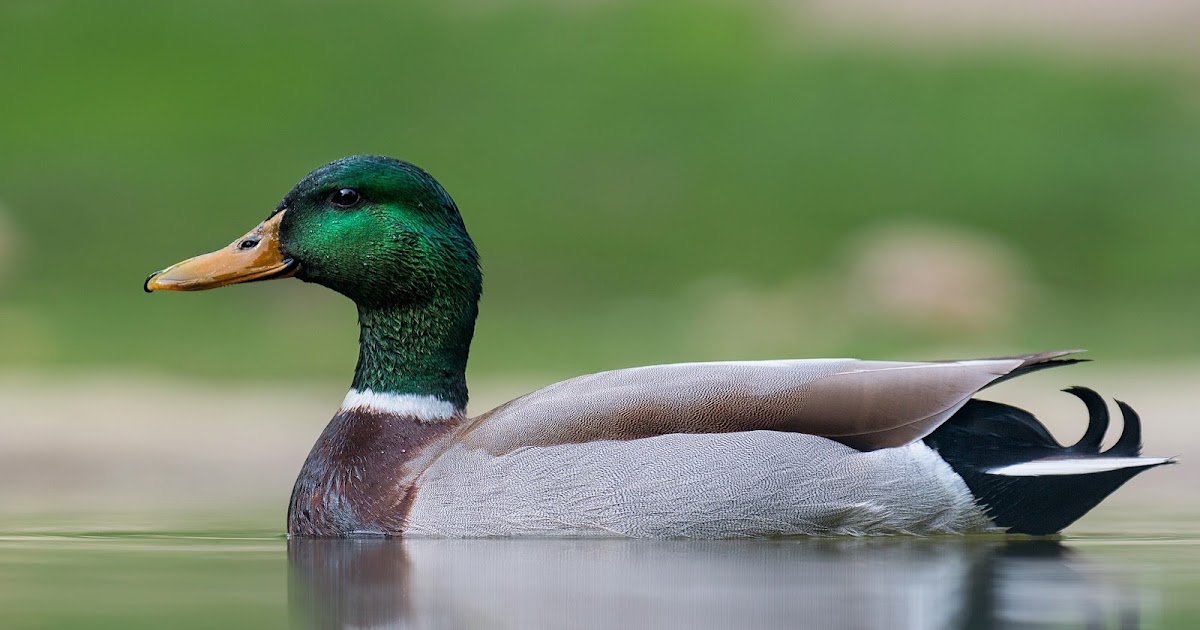 ivanildosantos: gambar hewan bebek